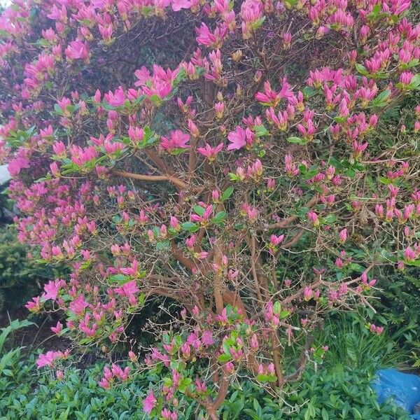 Rhododendron indicum Virág