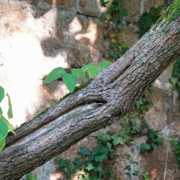 Catalpa ovata പുറംതൊലി