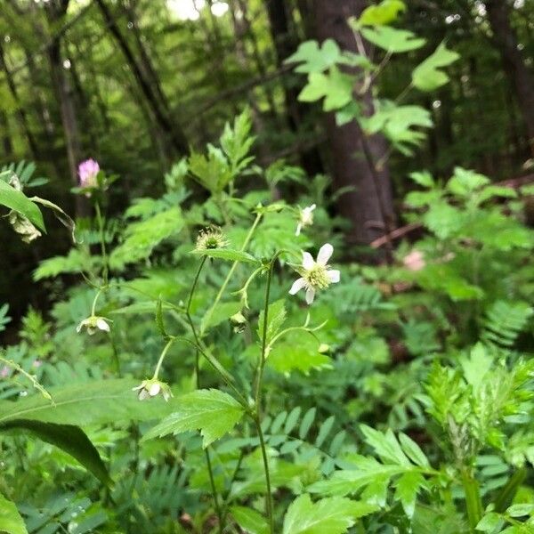 Geum laciniatum Кветка