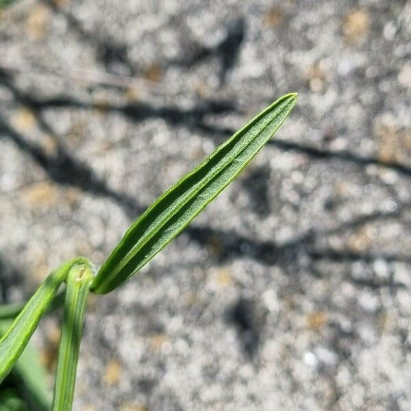 Lavandula angustifolia Leaf