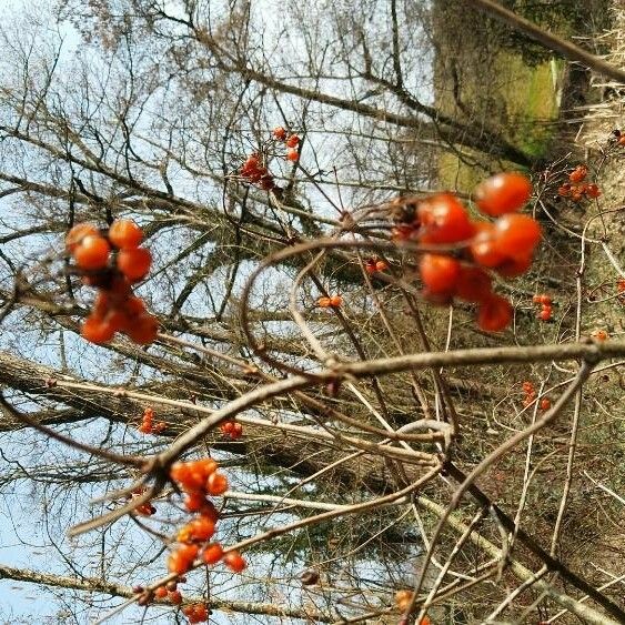 Celastrus scandens Плід