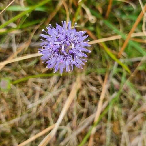 Jasione montana Blüte