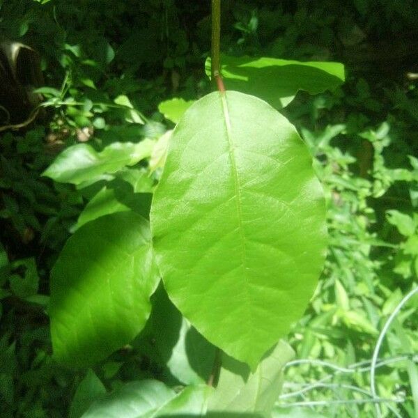 Trichostigma octandrum Leaf