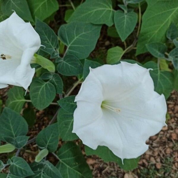 Datura innoxia Kvet