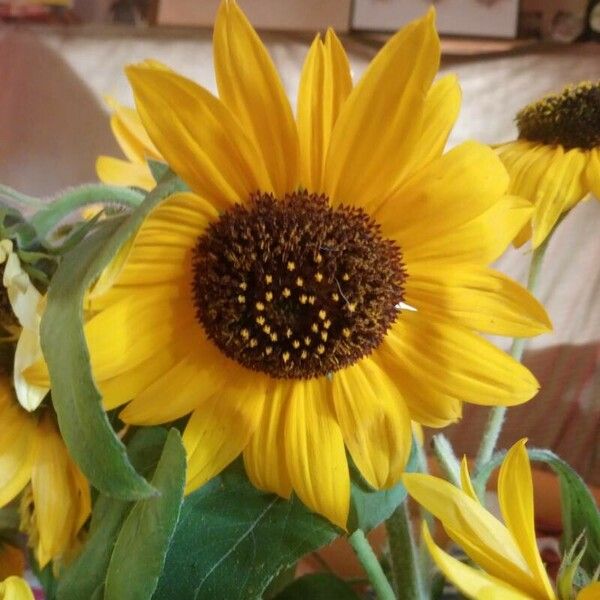 Helianthus annuus 花