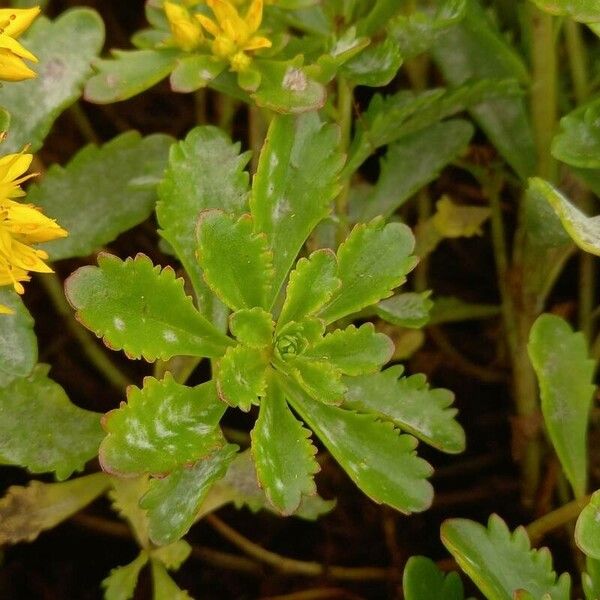 Phedimus aizoon Leaf