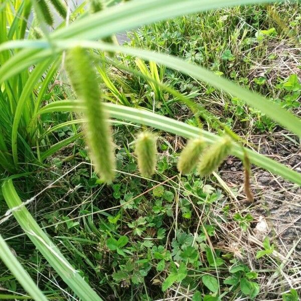 Carex pseudocyperus Flor