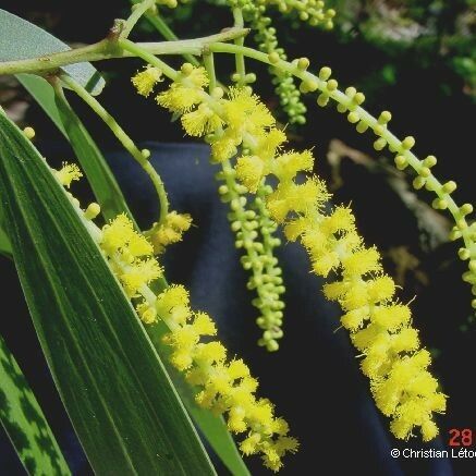 Acacia spirorbis Kwiat