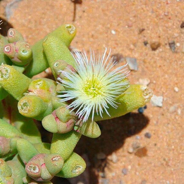 Mesembryanthemum cryptanthum Žiedas