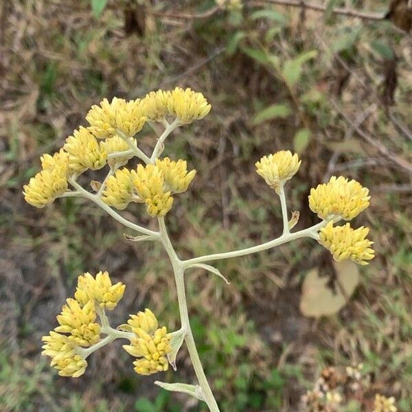 Achyrocline saturejoides Flor