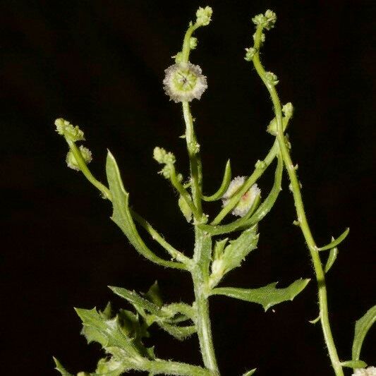 Dysphania atriplicifolia Muu