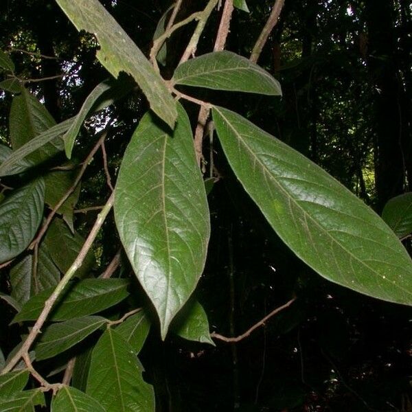 Sapranthus viridiflorus Other