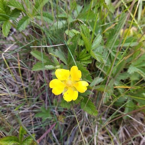 Potentilla anglica Flower