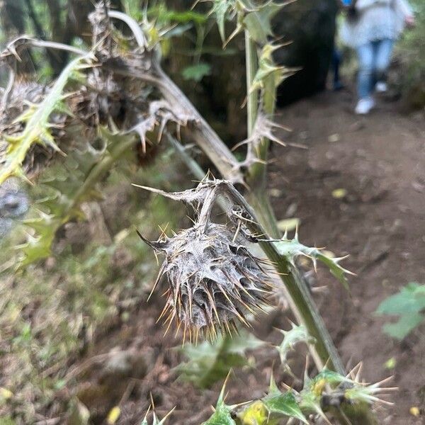 Cirsium occidentale Cvet