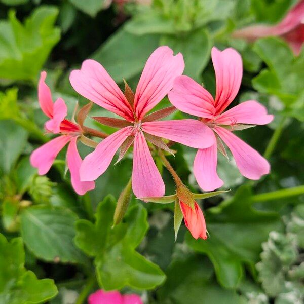 Pelargonium peltatum Кветка