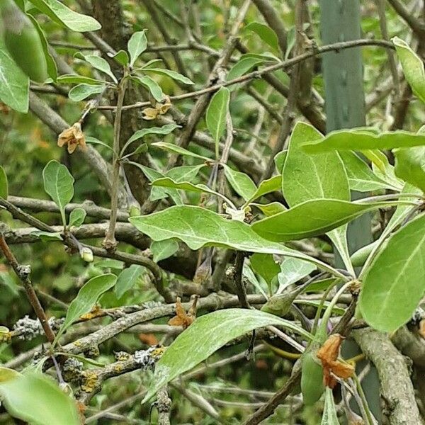 Lycium barbarum Feuille