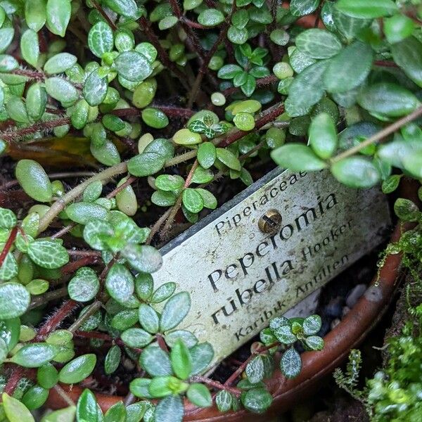 Peperomia verticillata Folio