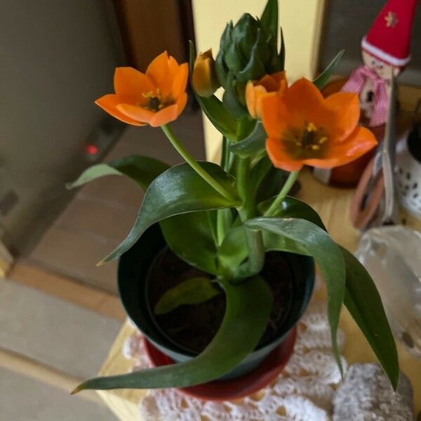 Ornithogalum dubium Flor