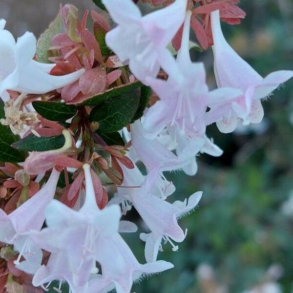 Abelia × grandiflora Flower