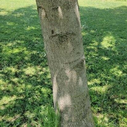 Juglans regia Bark