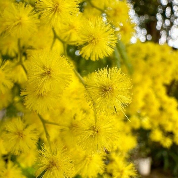 Acacia decurrens Floro