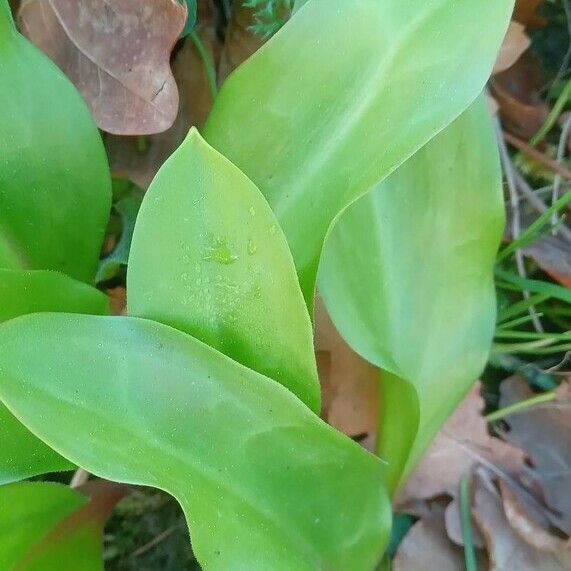 Erythronium tuolumnense Yaprak