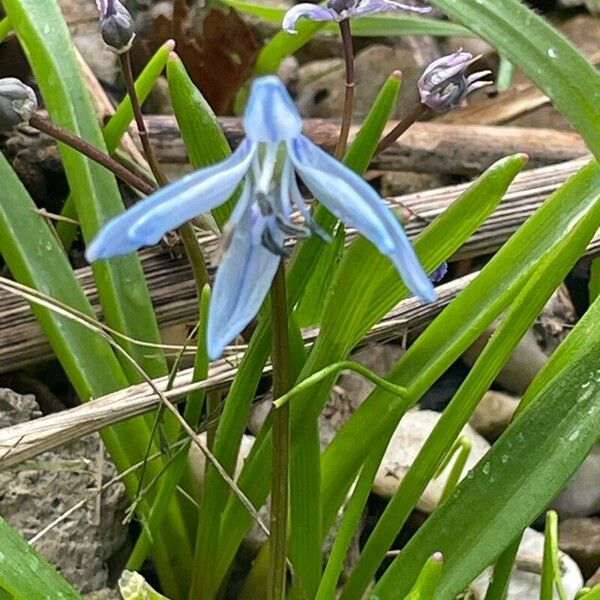 Scilla siberica Blomst