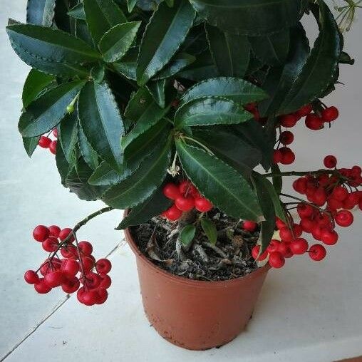 Ardisia crenata Fruit