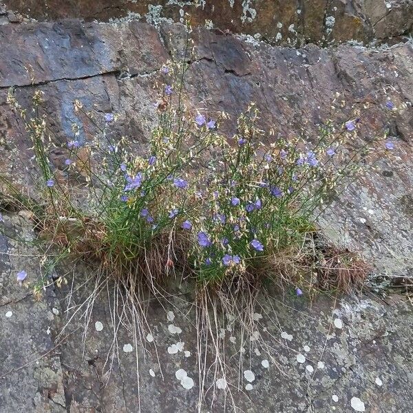 Campanula rotundifolia Habit