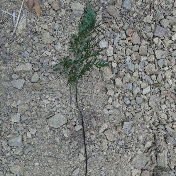 Asplenium onopteris Leaf