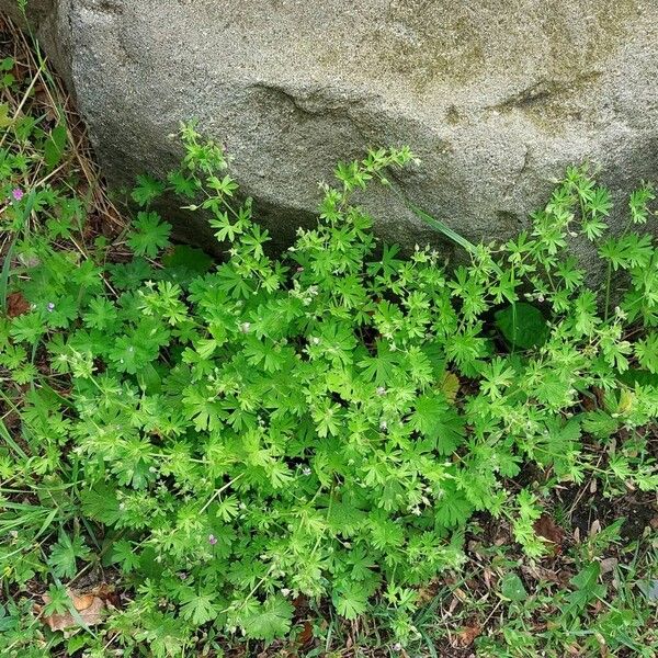 Geranium pusillum Habit