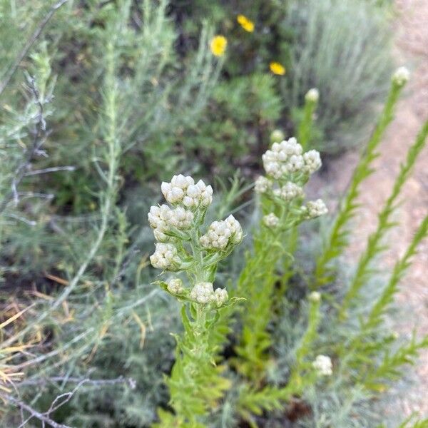 Pseudognaphalium californicum Kvet