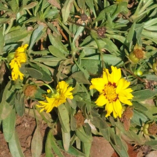 Coreopsis grandiflora Blüte