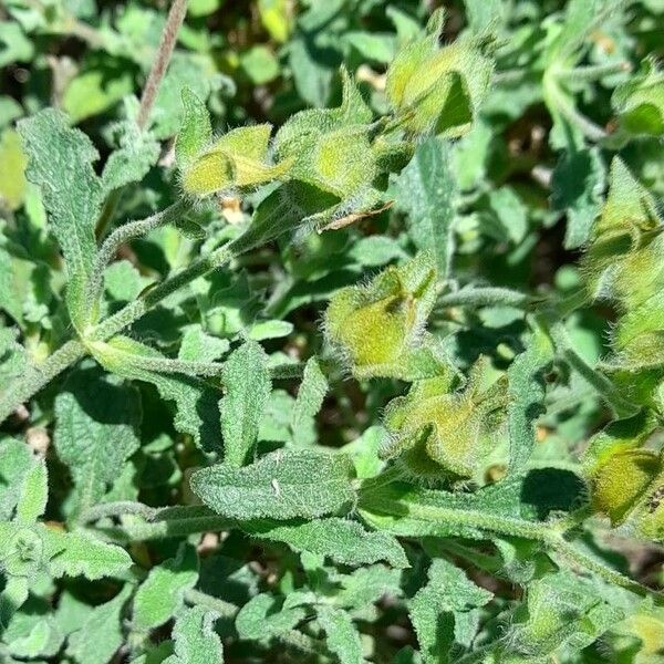 Cistus albidus ഇല