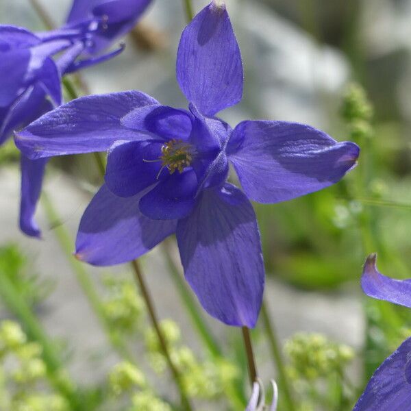 Aquilegia pyrenaica Kukka