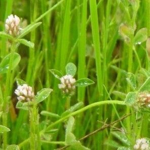 Trifolium striatum 花