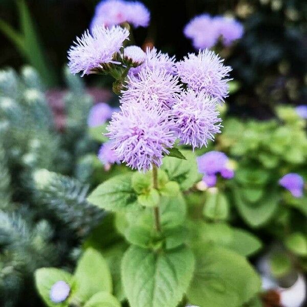 Ageratum houstonianum Virág