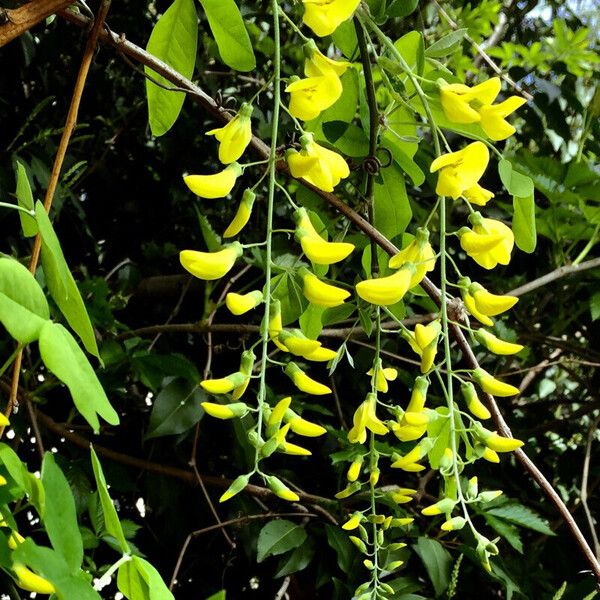 Laburnum anagyroides 花