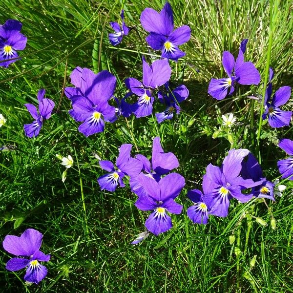 Viola lutea Elinympäristö