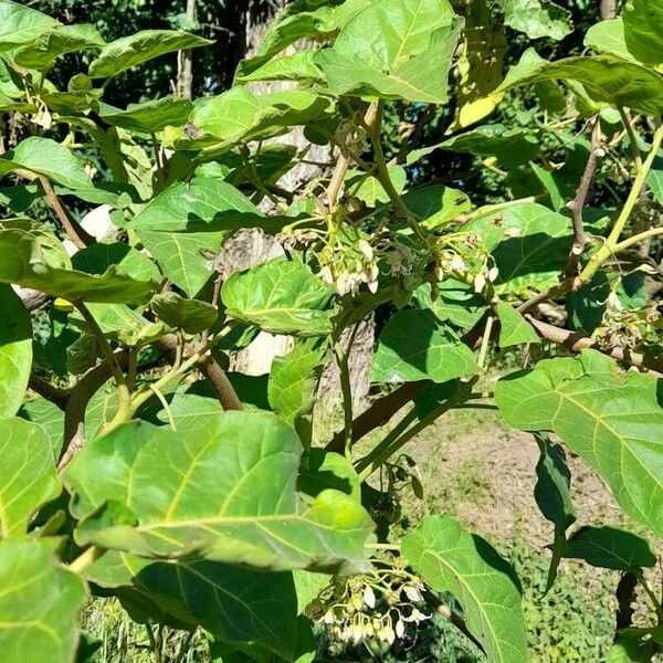 Solanum betaceum Habit
