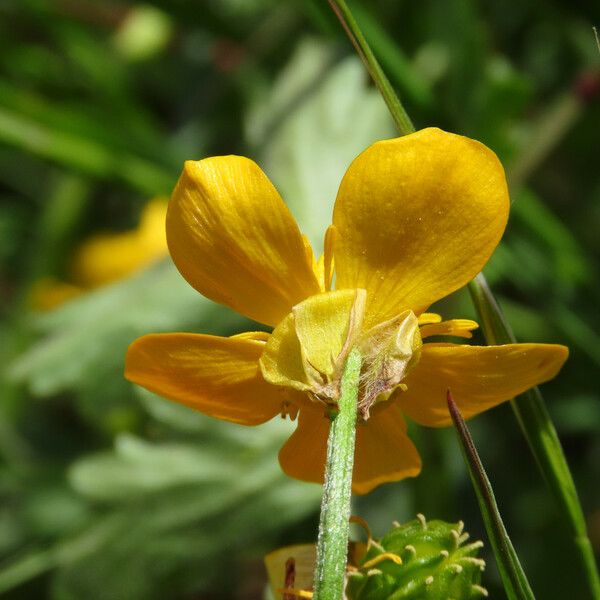Ranunculus sardous Floare