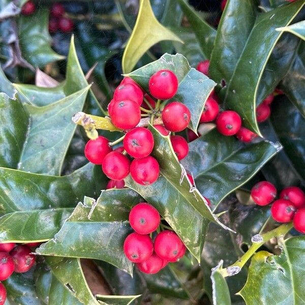 Ilex cornuta Fruit