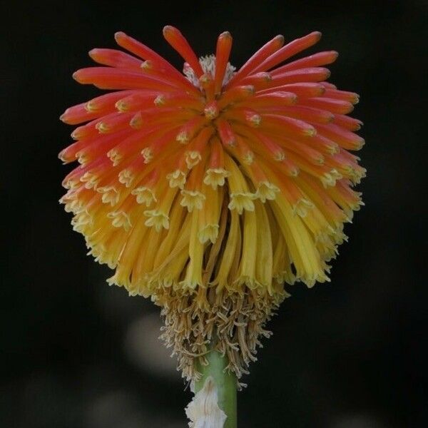 Kniphofia uvaria Blomma