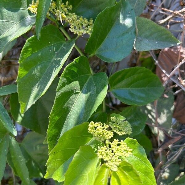 Colubrina asiatica Fiore