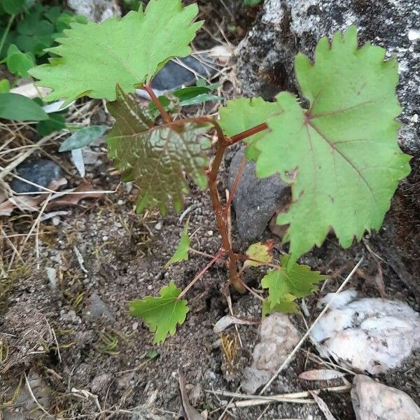 Vitis rotundifolia पत्ता