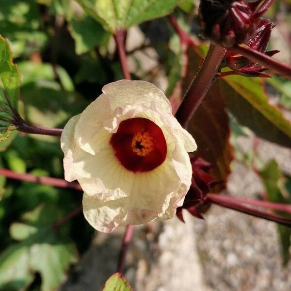 Hibiscus sabdariffa Flower