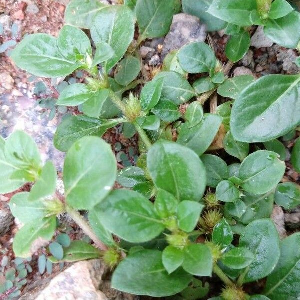 Alternanthera caracasana Leaf