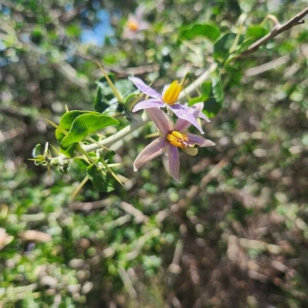 Solanum arundo ফুল