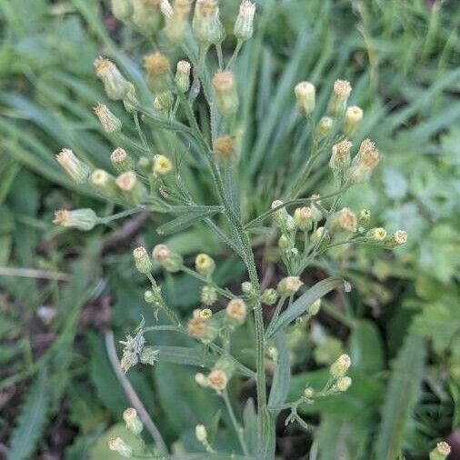 Erigeron canadensis ফুল