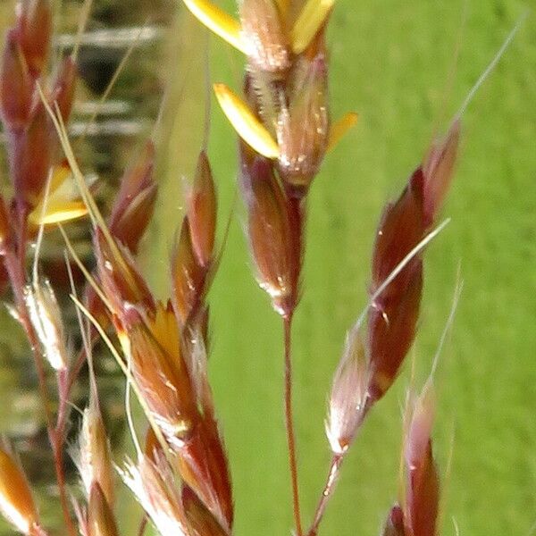 Helictochloa pratensis Kwiat